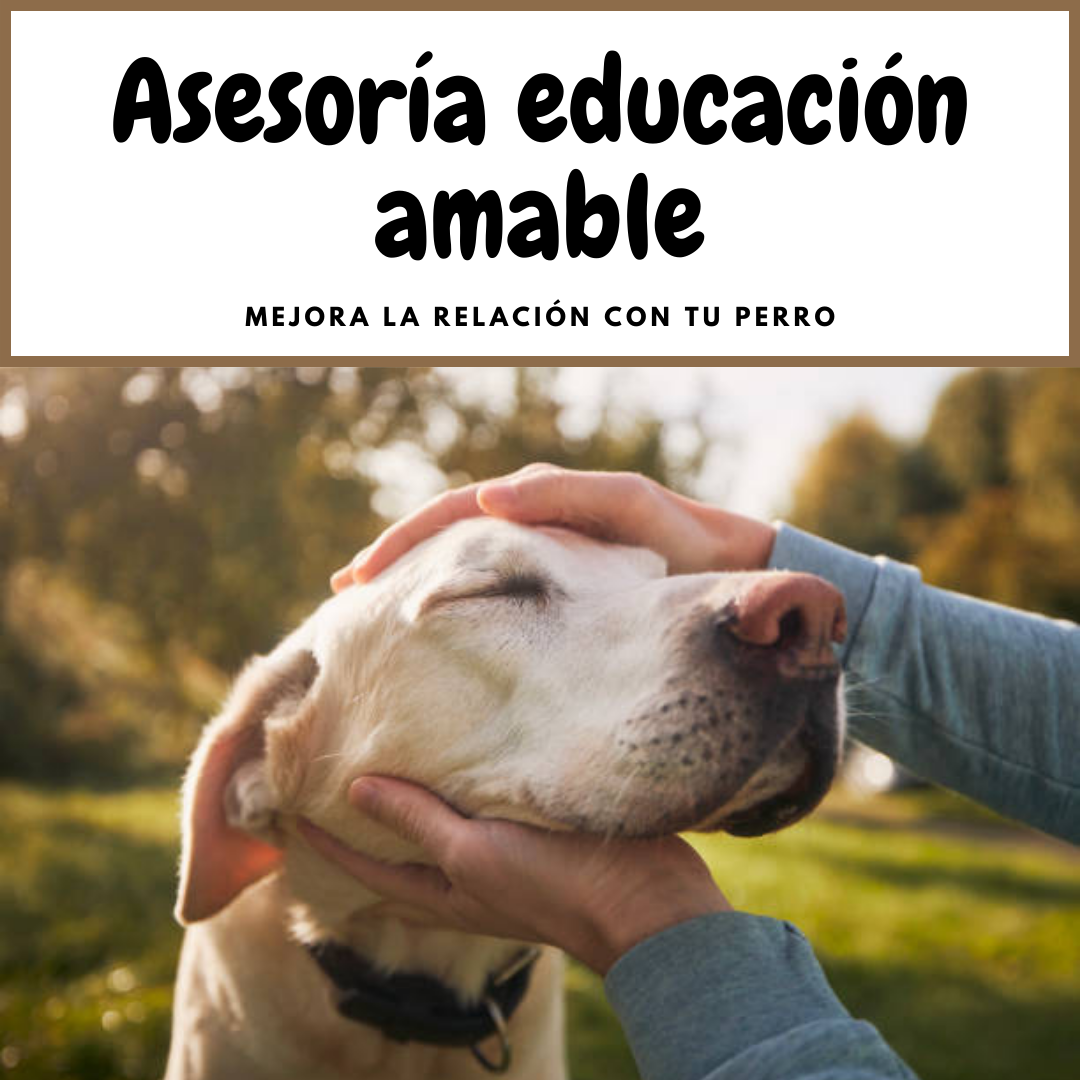 Asesoría educación canina amable