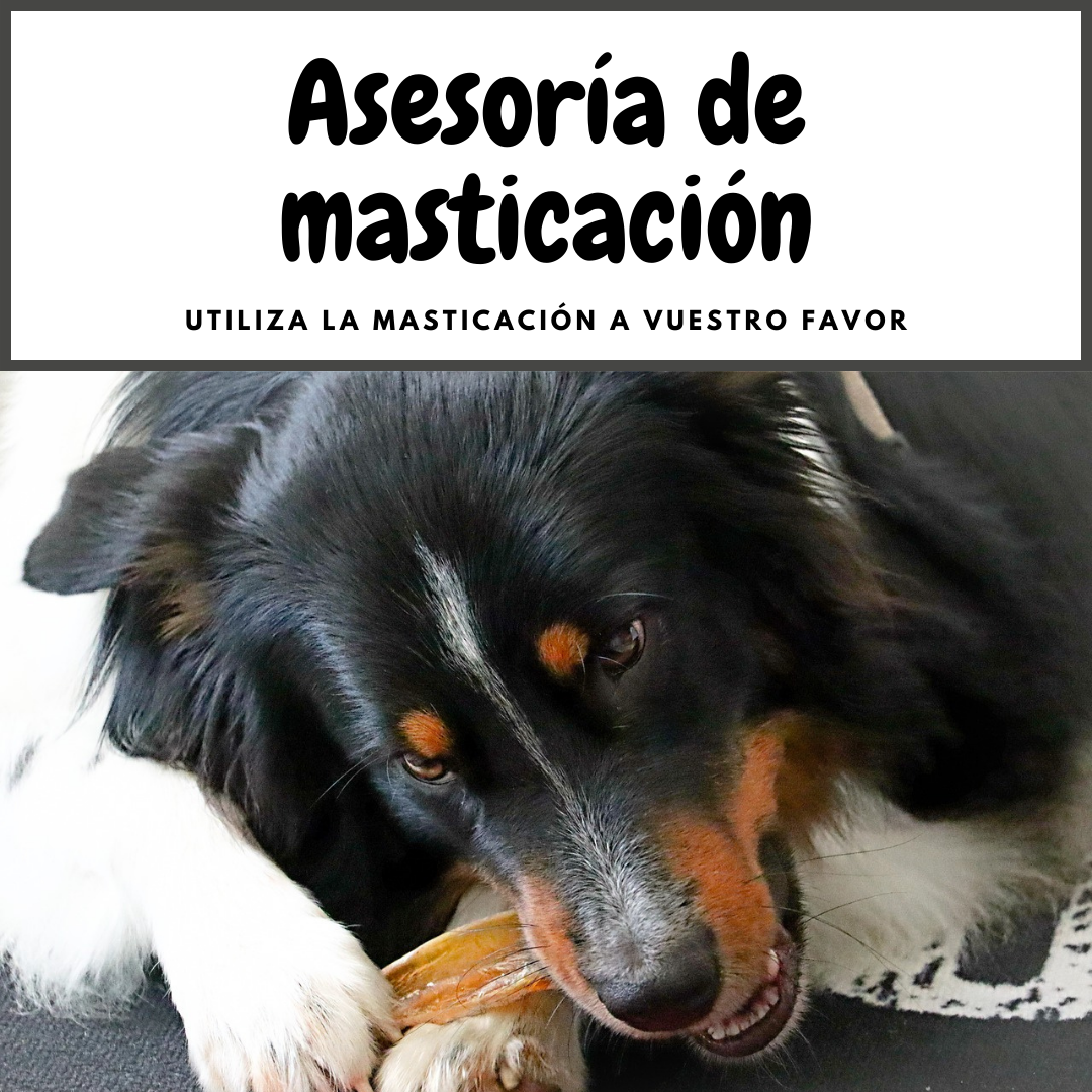 Asesoría de masticación