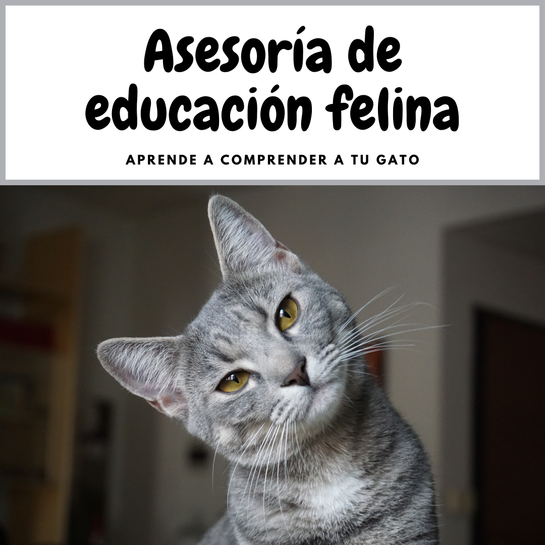 Asesoría etología felina